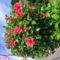 A keritések hibiszkuszból.... (Azori-sziget)