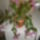 Fukszia2_1511300_5139_t