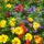 Horvathneszabo_erzsebrt_4_1511652_6793_t