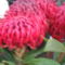 Protea (Azori-sziget) -proteacea-