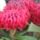 Protea_azorisziget_proteacea_1511181_4976_t