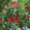 Új-zélandi karácsonyfa (Azori-szigetek) -metrosideros excelsa-