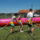 Dscf2016_1512747_3900_t