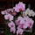 Dscn0017_1512693_4106_t