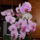 Dscn0018_1512686_3526_t