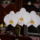 Dscn0019_1512700_4915_t