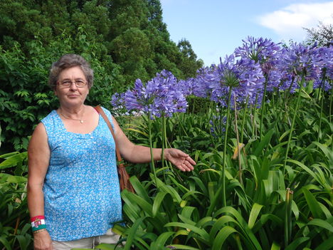 Az utak szélén mindenütt szerelemvirág, (agapanthus)