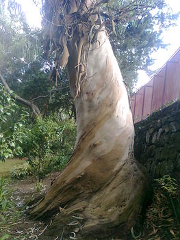 Eukaliptusz fa, kb. 200 éves (Azori-sziget)