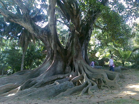 Fikusz fa, kb. 500 éves, eltörpülnek a gyökerei közt az emberek. (Azori-sziget)..