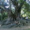 Fikusz fa, kb. 500 éves, eltörpülnek a gyökerei közt az emberek. (Azori-sziget)..