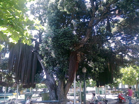 kb.700 éves fa, a nevét nem tudom (Azori-sziget)