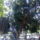 Kb700_eves_fa_a_nevet_nem_tudom_azorisziget_1513194_2395_t