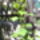 Malyvarozsa_1513004_3413_t