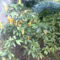 Nyalókavirág (Azori-sziget) -pachystachys lutea-