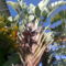 Óriásra nőtt papagájvirág (Azori-sziget)
