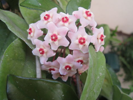 hoya 001