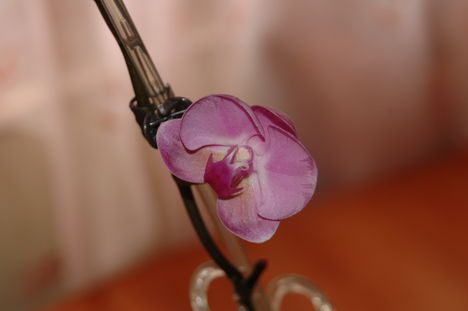 Ünnep alkalmából kinyílt a mentett orchidea...igaz csak egy virágot hozott, de több mint a semmi!;)