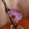 Ünnep alkalmából kinyílt a mentett orchidea...igaz csak egy virágot hozott, de több mint a semmi!;)