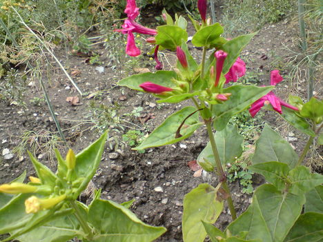 Virág L.Marikától