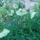 Augusztusi_viragok_13_1515925_6066_t