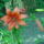 Augusztusi_viragok_14_1515926_3034_t
