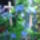 Augusztusi_viragok_18_1515930_9979_t