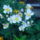 Augusztusi_viragok_1_1515912_4234_t
