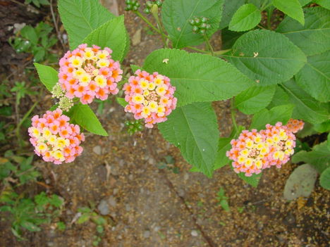 Augusztusi virágok 4