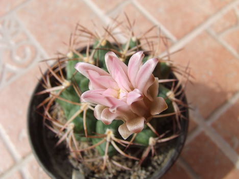 Gymnocalycium pungens