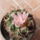 Gymnocalycium_pungens_1515325_2589_t
