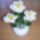 Margaretak_1516406_6988_t