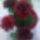 Rozsak-007_1516796_9842_t