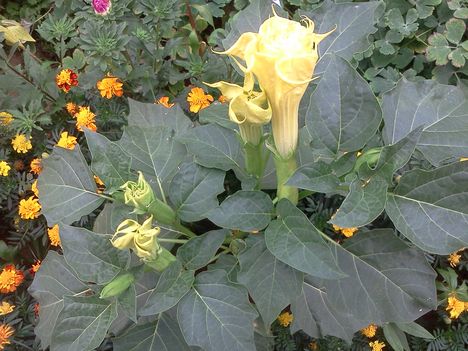 Datura nyílóban