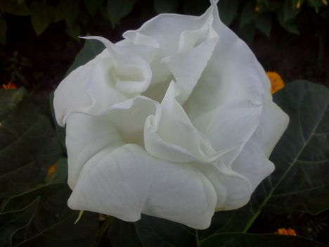 Dupla fehér virágú datura