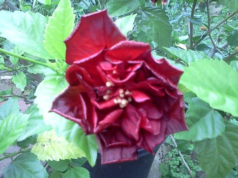 Hibiscus