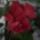 Hibiszkusz_feher_folttal_1517490_8952_t