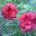 Hibiszkusz_parban_1517498_9866_t