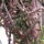 Judit_3_itt_meg_mindig_nem_tudtam_hogy_mi_lesz_a_szarvacskakbol_1517474_1161_t