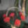 Pa273084_1517127_9382_t