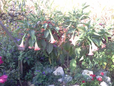 Rózsaszín angyaltrombita (Brugmansia)