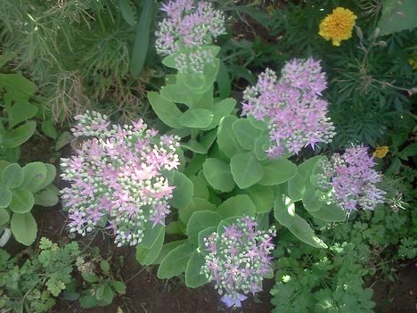 Varjúháj (Sedum anacampseros)