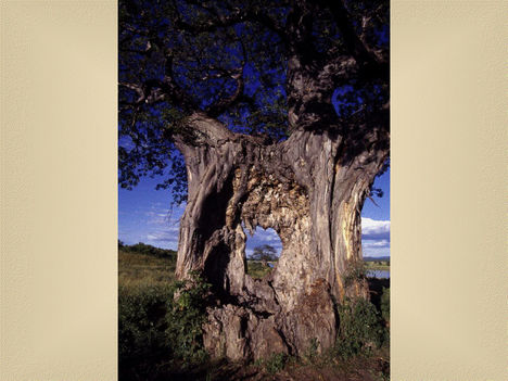 viewer  Baobabfa