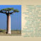viewer . Baobabfa 