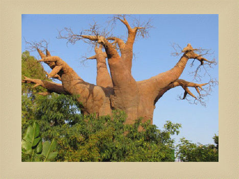 viewer .Baobabfa
