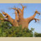 viewer .Baobabfa