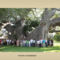 viewer.Baobabfa