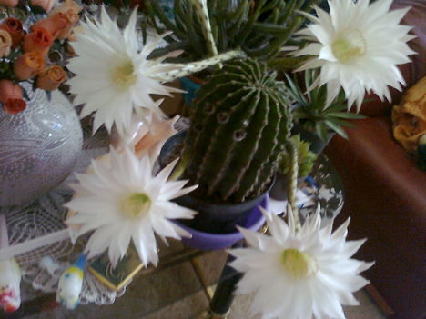 5 virágot hozott a kaktusz, de még kisebb bimbók is vanak rajta...