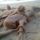 Partra_vetodott_nagyhal_es_aldozata_1518797_5039_t