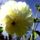 Dalia-006_1519710_5248_t