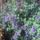 Encianbokor_o_hajott_ki_a_legkesobb_a_3_kozul_de_o_is_a_legszebb_1519712_9996_t